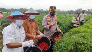  Ditengah Pendemi Covid-19, Kampung Tangguh Binaan Polres Inhu Tingkatkan Ekonomi Rakyat
